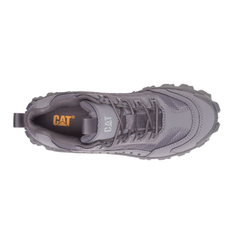 Chat Chaussures Trottoir Intrus Chaussure